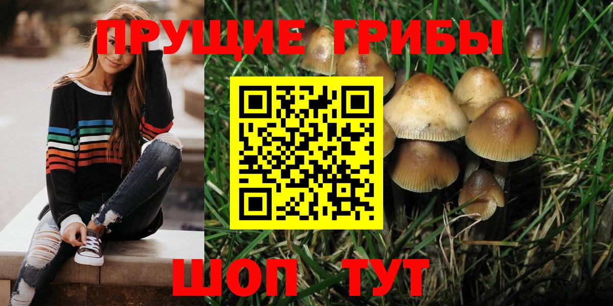 Псилоцибиновые грибы Psilocybe Донецк